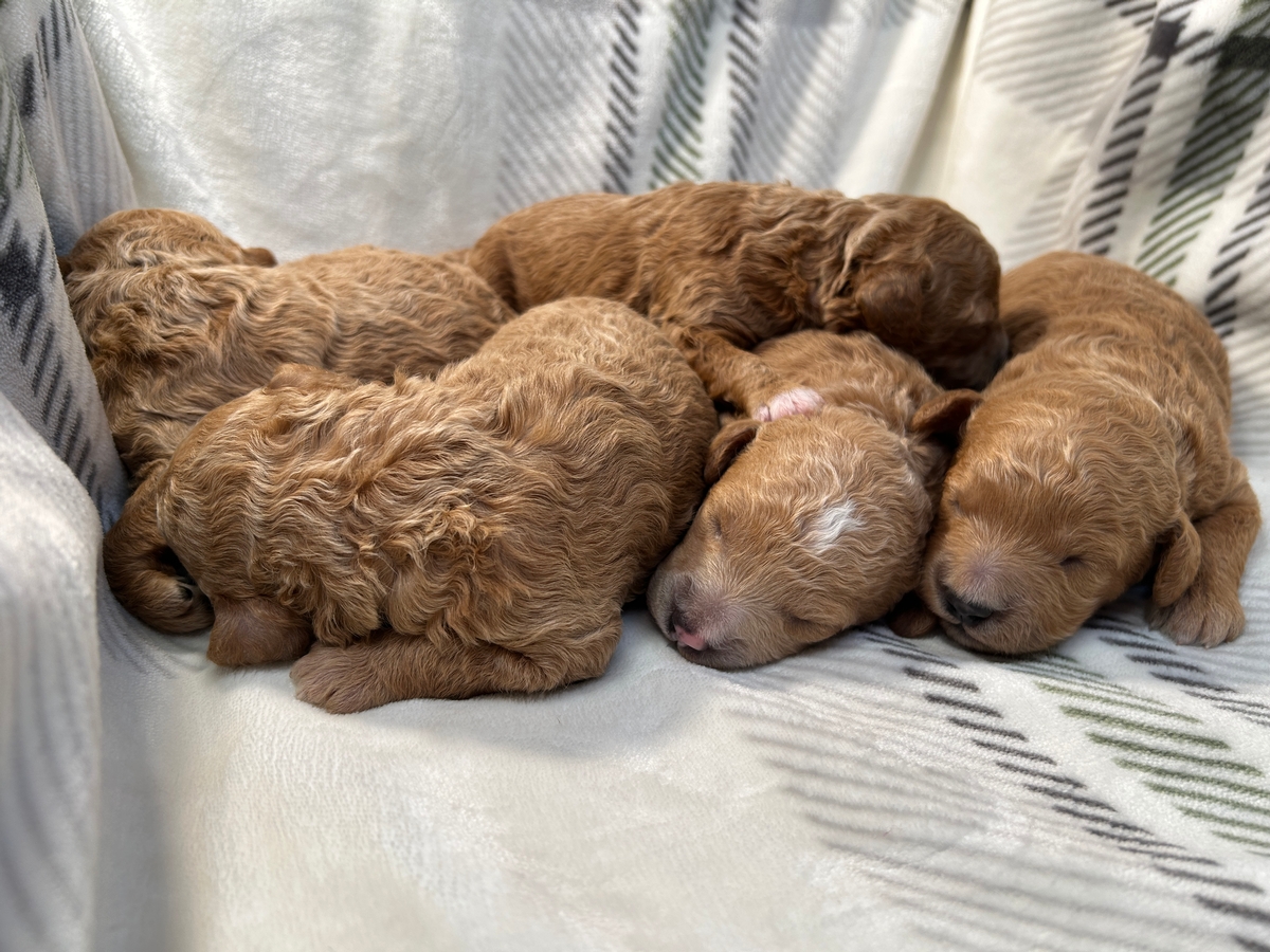 Top Breeder in Iowa has Bichon Poodle Puppies for Sale Now!